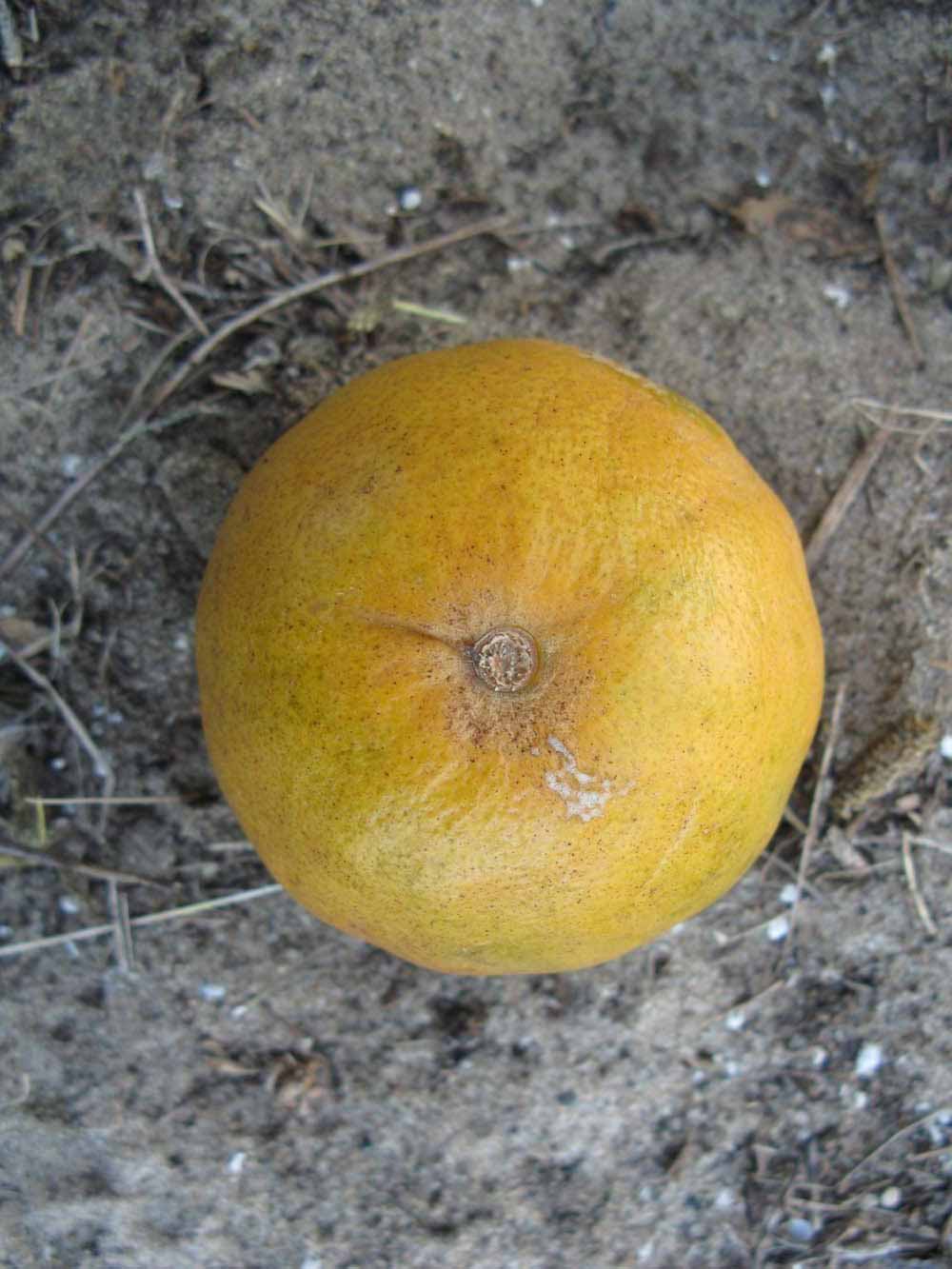              Fruit (Winter Haven, FL)   